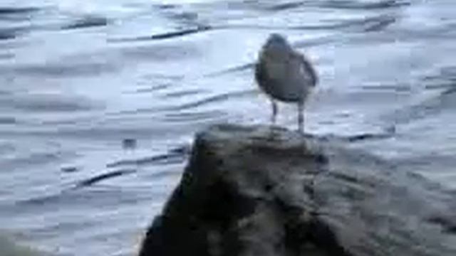 Nature In Motion смотреть онлайн