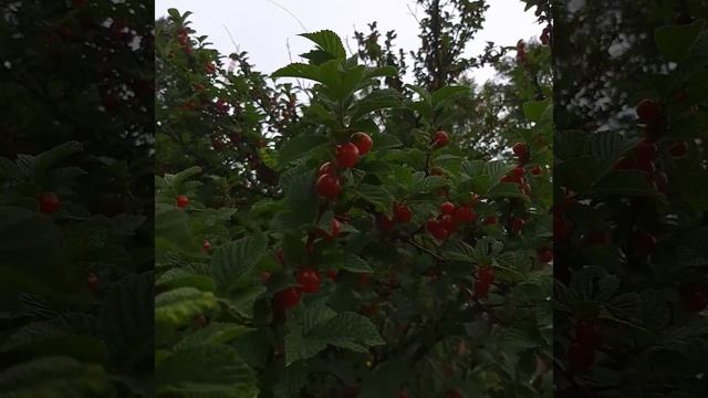 вишня смотреть онлайн