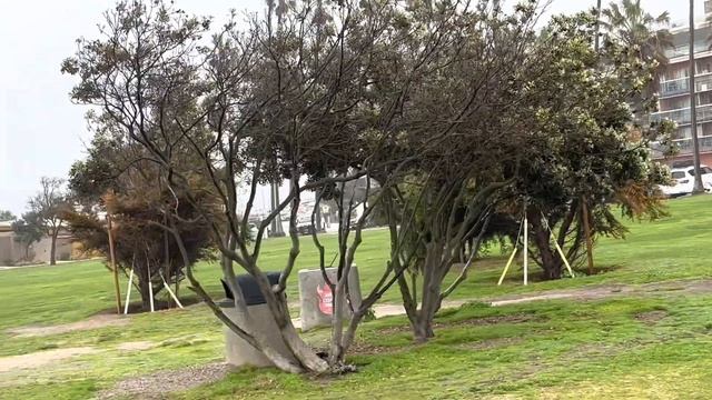 Seals and Sea Lions @ Shell Beach La Jolla #california #sandiego #sealions 🦭 смотреть онлайн