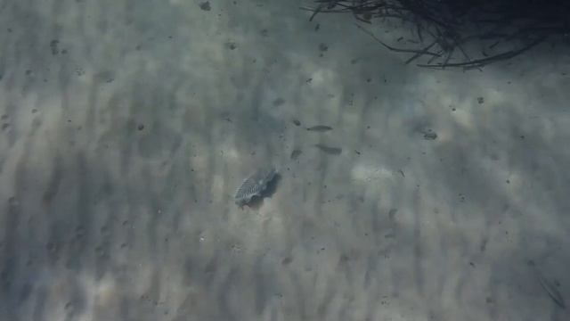 ΣΟΥΠΙΑ (με την όπισθεν) -COMMON CUTTLE FISH - SEPIA OFFICINALIS -CAMOUFLAGE смотреть онлайн