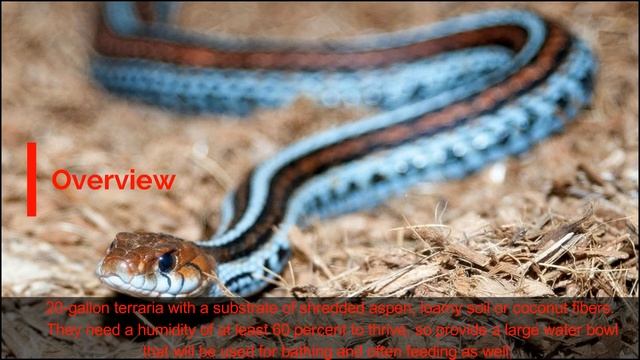SAN FRANCISCO GARTER SNAKE #Thamnophis Sirtalis Tetrataenia