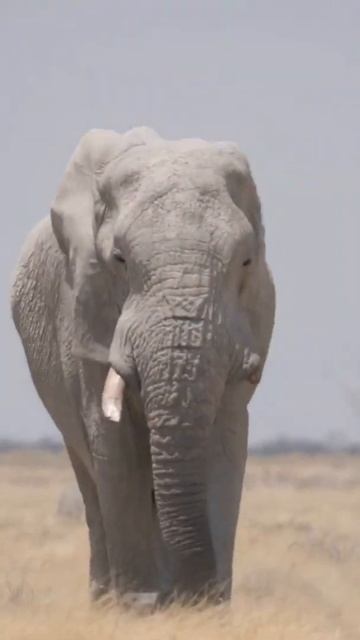Columbian Mammoth, Woolly Mammoth, And African Elephant#short смотреть онлайн