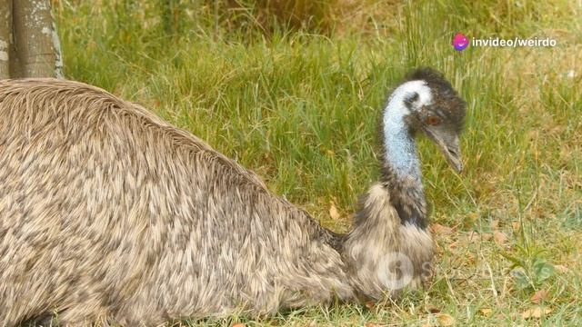 The Bizarre Emu War When Australia Lost смотреть онлайн