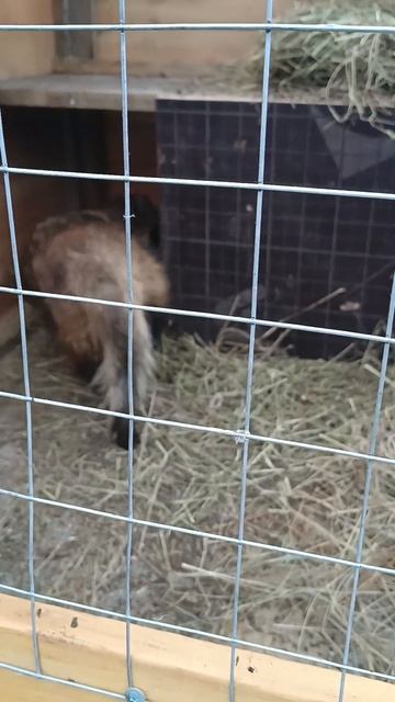 Спасение енотовидной собаки , нашли сбитую у дороги. смотреть онлайн