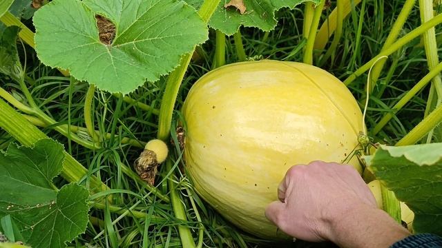 Часть 2. Могилевская красавица на 9 октября 23 г. Растим большие тыквы. Блог о огороде. смотреть онлайн