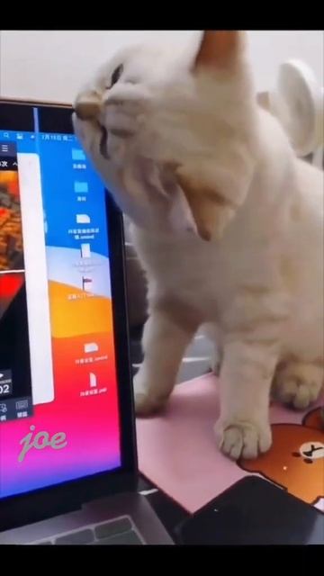 OMG!!! Check the comments😳 #cats #funny #pets #dog #cat #animals смотреть онлайн