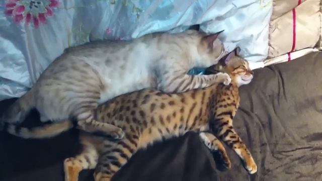 Bengal Cats Mating Kind Of...