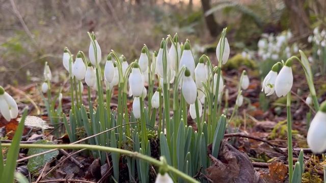 Photographing Snowdrops смотреть онлайн