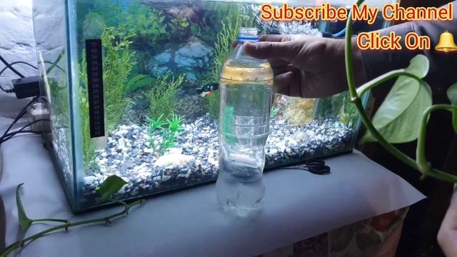 Money plant in Aquarium ? Pothos Plant in Aquarium can we keep in fish bowl смотреть онлайн