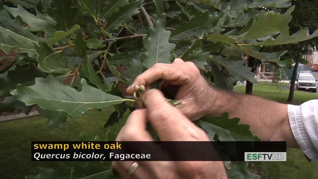 Trees with Don Leopold - swamp white oak смотреть онлайн