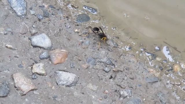 Mud daubers still hard at work in driveway, 7/20/19. смотреть онлайн