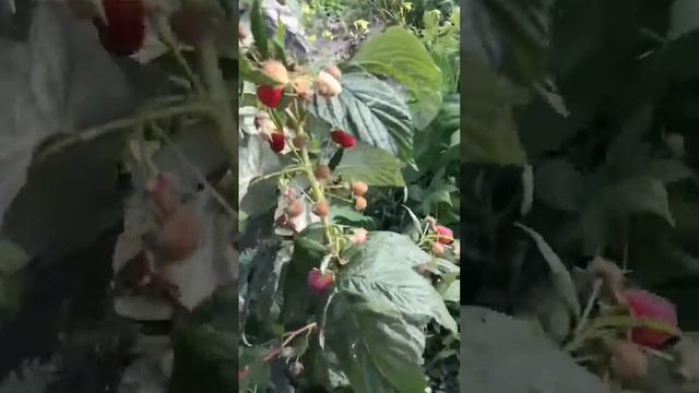 Малина Поемат смотреть онлайн