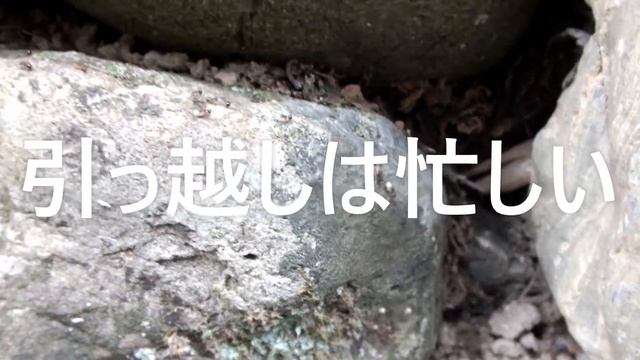 [蟻の行列] アミメアリ集団の大移動！働きアリだけで産卵し繁殖し、他種のような恒久的な巣を作らず、一時的な営巣場所から別の場所へ行列を作って何処へ行くのか引越しするのです。 смотреть онлайн