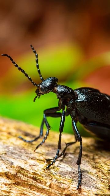 That's a big bug! #Shorts - (macro photography | Sony a7iii | Laowa 60mm F2.8) смотреть онлайн