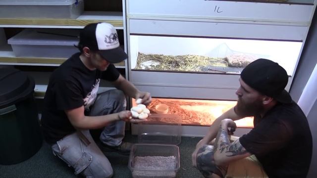 Coastal Taipan eggs with Kris Smith : K Brothers Pythons ep.26 смотреть онлайн