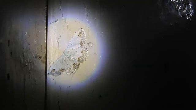 Scopula ornata lace border is a moth of the family Geometridae смотреть онлайн