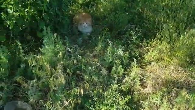 Кормящая мама, тощая Лариска отъедается смотреть онлайн