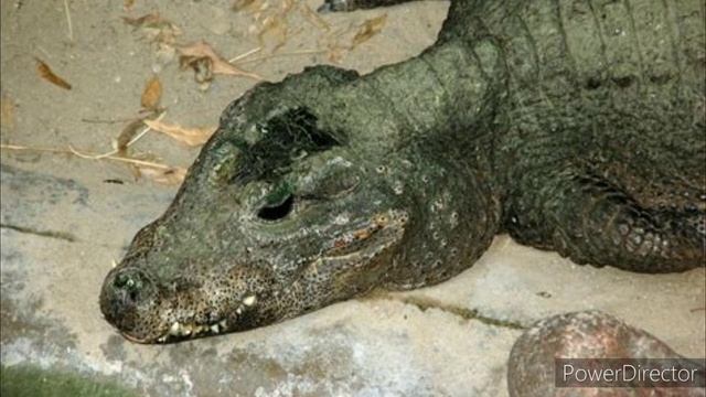 African dwarf crocodile sound effects смотреть онлайн