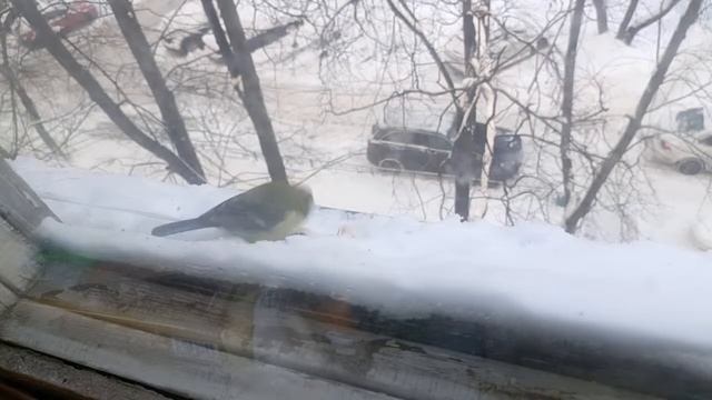 Синички смотреть онлайн