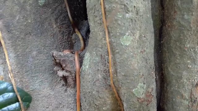 Abejas no agresivas смотреть онлайн