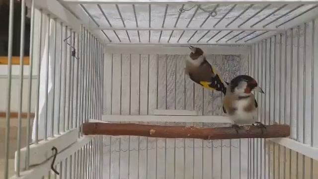 Щеглы. Циганы #щегол смотреть онлайн