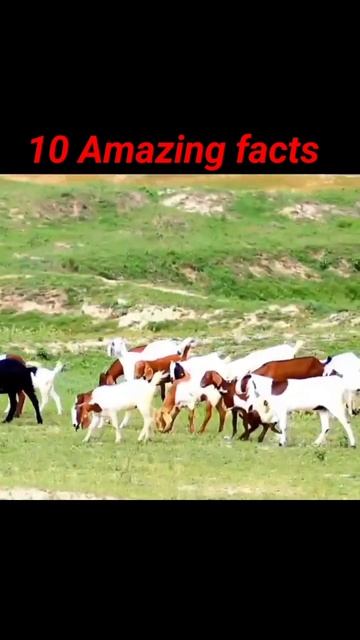 #interestingfacts #shortsfeed #gk #amazingfacts #facttechz #shorts#viralvideo #viralshorts смотреть онлайн