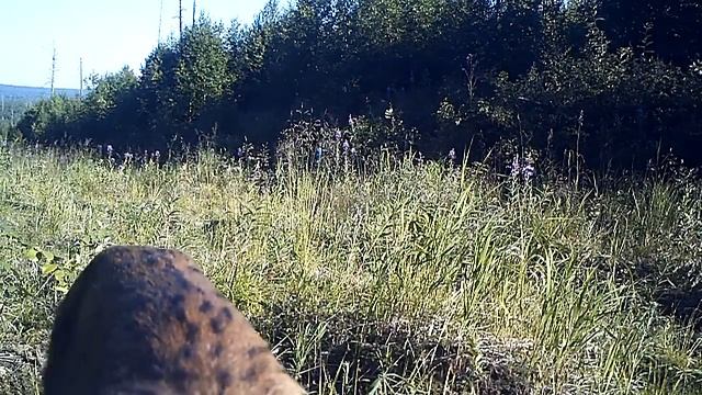 Рысь 08. 07. 16 смотреть онлайн