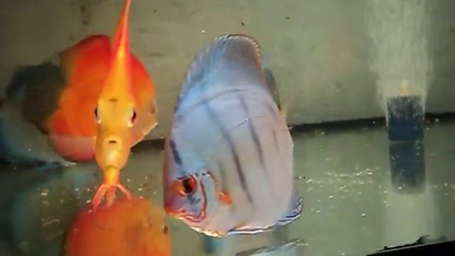 Дискусы алмазы и кобальты подростки и красные взрослые пары 1 смотреть онлайн