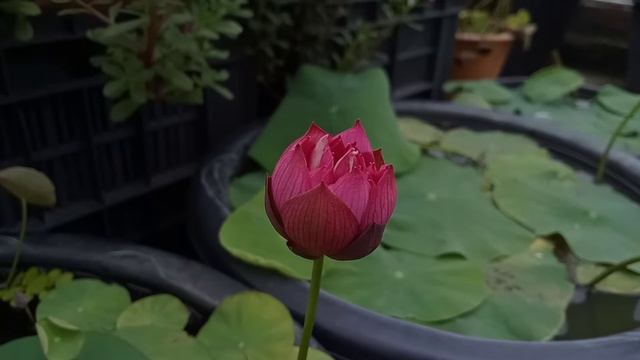 micro lotus on full bloom | Liang li Lotus | My Dreamgarden смотреть онлайн