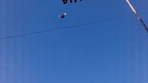 КУРСКИЙ ТУРМАН,ВЫСОКОЛЕТНЫЕ ГОЛУБИ НА ПОСАДКЕ !!!