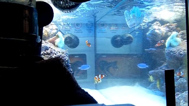 Aquarium Diary - Entry Twelve смотреть онлайн