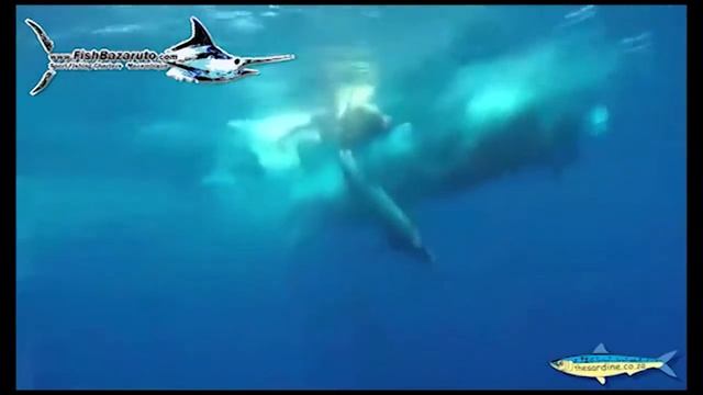 Releasing Blue Marlin Cape Verde Style смотреть онлайн