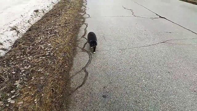 Мишка 🐱🐅🐆🐈путешественник 🚢🚀🛸⛱️ . Оторвало колесо😲🙀 🚙🎡 смотреть онлайн