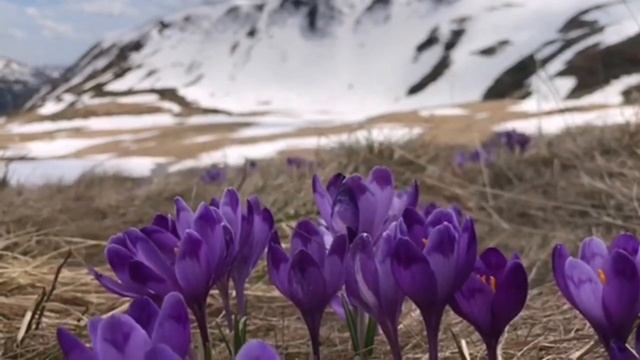 Брендуші❤️Квіти Карпат❤️Квіти для душі❤️ смотреть онлайн