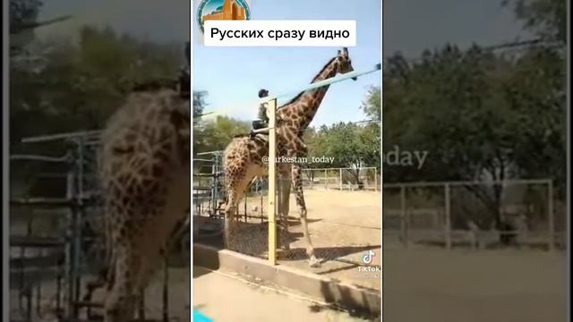Жираф скакун смотреть онлайн