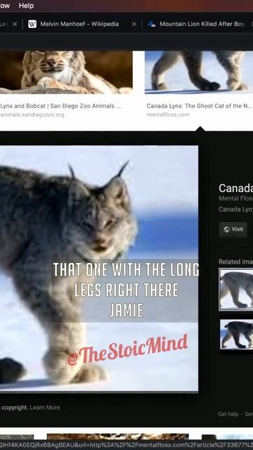 Lynx Feet Look Like Shoes - Joe Rogan смотреть онлайн