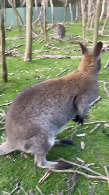 A cute baby kangaroo 🦘 смотреть онлайн