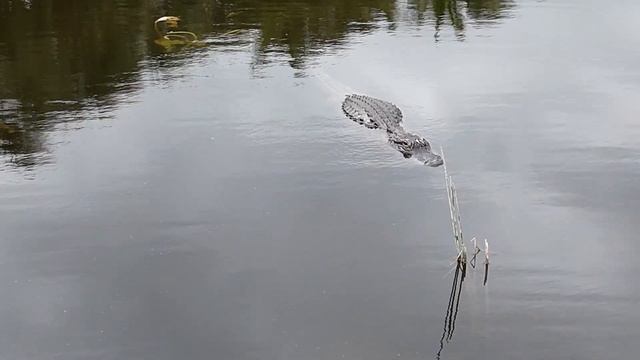 Alligator in my Pond, Arrived for Valentine's Day 2024 смотреть онлайн