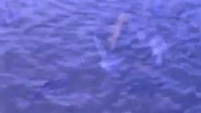 Ikan Mas Danau Ayamaru Yakov Salossa смотреть онлайн