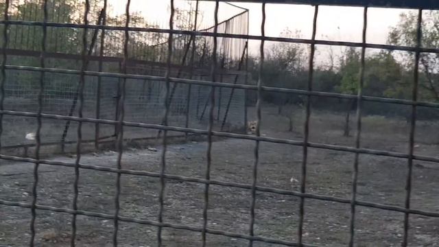 Мы приехали! Приветствие от любимых кошек. 😍 смотреть онлайн