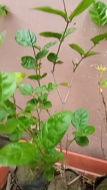 PRICE SIZE OF MOGRA FLOWERS PLANT. MOTIA JASMINE KA PHOOL KA PODHA. COST SIZE смотреть онлайн