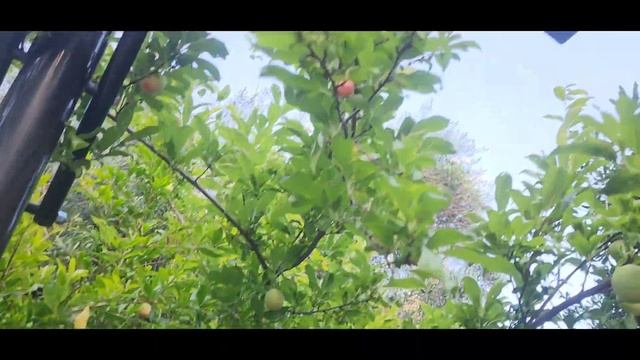 Taste Testing my first Santa Rosa Plum of the season 😃 смотреть онлайн