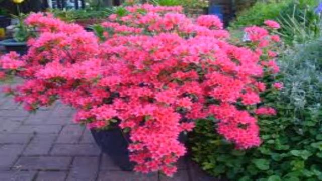 Peidmont Pink Azaleas for sale смотреть онлайн