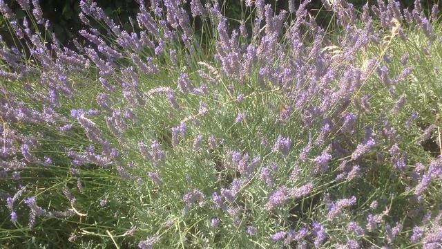 Lavender and butterflies in Provence July 2015 смотреть онлайн