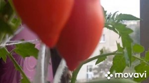 🍅505🍅ВКУСНЕЙШИЕ ТОМАТЫ на балконе  и на даче! ТОМАТ «Детский сладкий «.🍅🍅🍅💕👍👌🙏❤️💥💥💕🌞🌞🌞