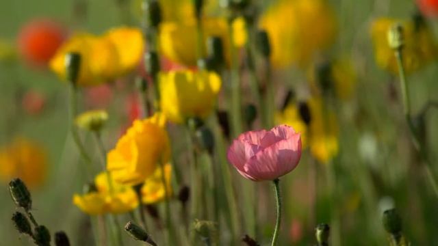 мое первое видео смотреть онлайн