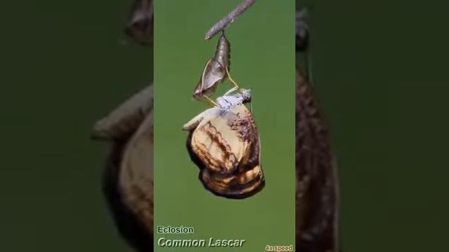 The eclosion event of a Common Lascar butterfly смотреть онлайн