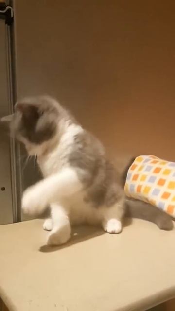 Выступление котика скоттиш страйт Юпитера на Бис смотреть онлайн