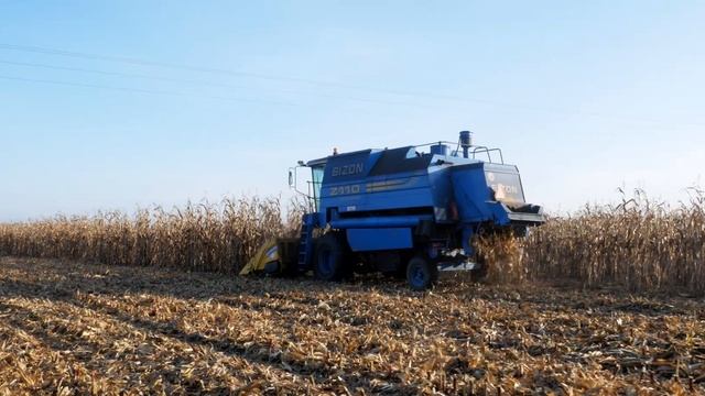 Polskie Żniwa Kukurydziane ☆ Bizon BS Z110 Hydrostatic & Ursus 1634 смотреть онлайн