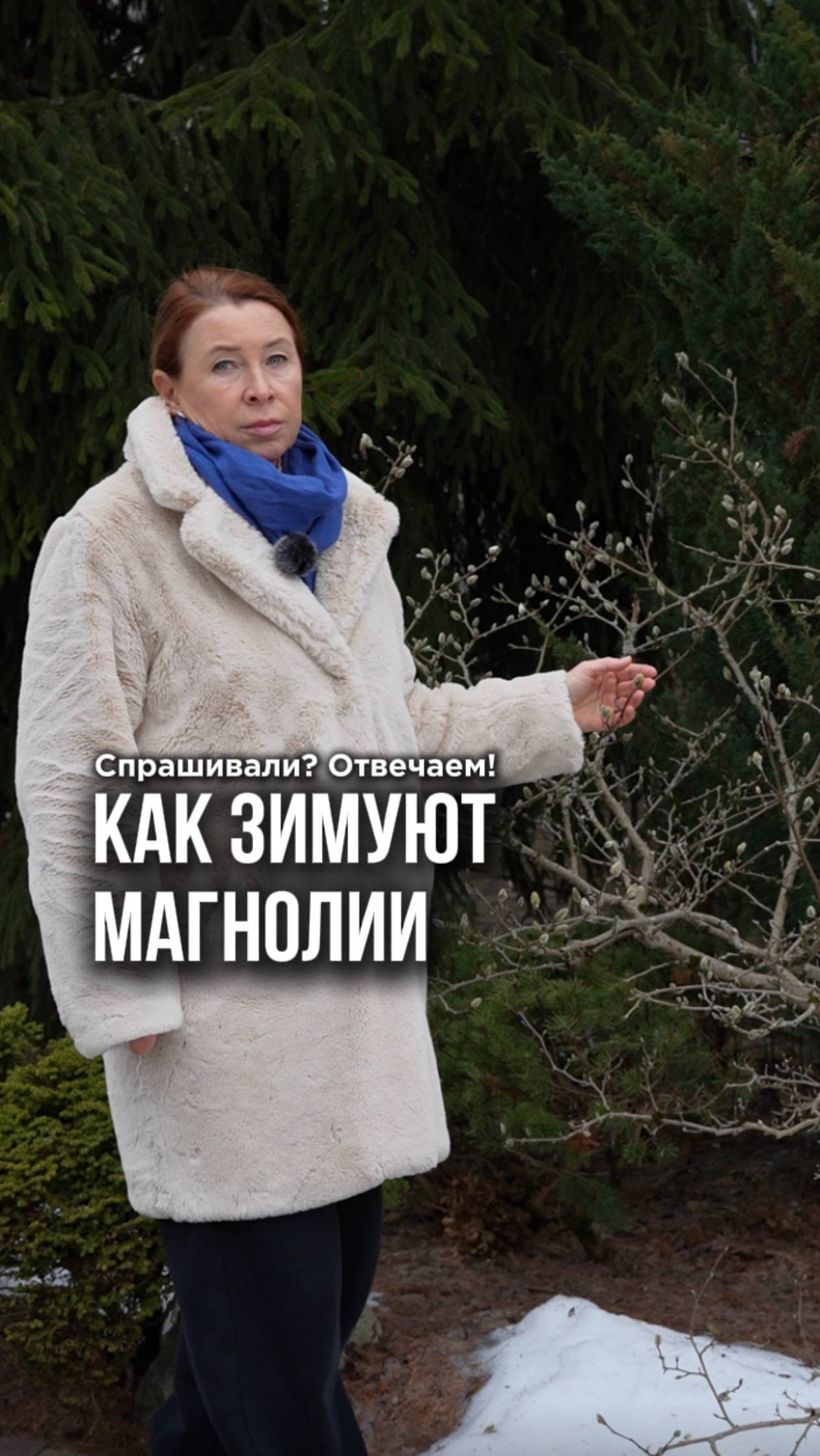 Как зимуют магнолии в Подмосковье? Смотри в видео. смотреть онлайн